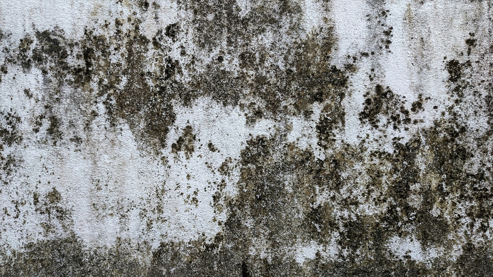 Mold Testing